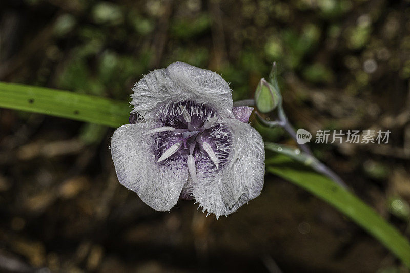 Calochortus tolmiiei是北美百合科开花植物的一种，俗称Tolmie's star-tulip和pussy ears。六河国家森林;Del Norte县;克拉马斯语范围;加州;植物区系